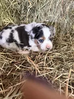 P-Petey , a male Toy Australian Shepherd for sale in Polk City, FL – Photo 1 of 10