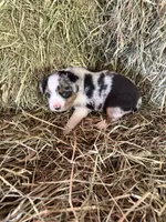 P-Petey , a male Toy Australian Shepherd for sale in Polk City, FL – Photo 7 of 10