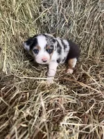 P-Petey , a male Toy Australian Shepherd for sale in Polk City, FL – Photo 8 of 10