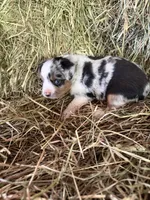 P-Petey , a male Toy Australian Shepherd for sale in Polk City, FL – Photo 5 of 10