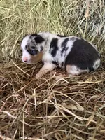 P-Petey , a male Toy Australian Shepherd for sale in Polk City, FL – Photo 4 of 10