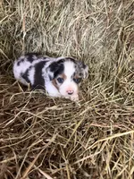 P-Petey , a male Toy Australian Shepherd for sale in Polk City, FL – Photo 9 of 10