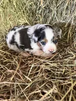 P-Petey , a male Toy Australian Shepherd for sale in Polk City, FL – Photo 3 of 10