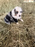 Ri-Mika, a male Toy Australian Shepherd for sale in Polk City, FL – Photo 10 of 10