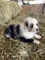 Ri-Mika, a male Toy Australian Shepherd for sale in Polk City, FL – Photo 3 of 10