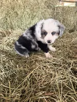 Ri-Mika, a male Toy Australian Shepherd for sale in Polk City, FL – Photo 8 of 10