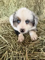 Ri-Mika, a male Toy Australian Shepherd for sale in Polk City, FL – Photo 2 of 10
