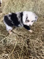 Ri-Mika, a male Toy Australian Shepherd for sale in Polk City, FL – Photo 6 of 10