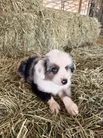 Ri-Mika, a male Toy Australian Shepherd for sale in Polk City, FL – Photo 7 of 10