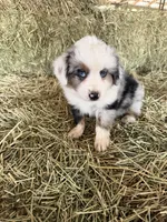Ri-Mika, a male Toy Australian Shepherd for sale in Polk City, FL – Photo 4 of 10
