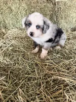 Ri-Mika, a male Toy Australian Shepherd for sale in Polk City, FL – Photo 9 of 10