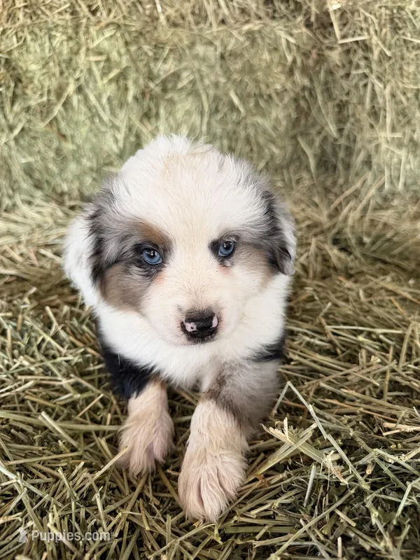 Ri-Mika – Toy Australian Shepherd puppy for sale in Polk City, FL