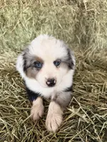 Ri-Mika, a male Toy Australian Shepherd for sale in Polk City, FL – Photo 1 of 10