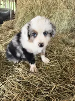 Ri-Mika, a male Toy Australian Shepherd for sale in Polk City, FL – Photo 5 of 10