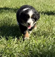 G-yellow, a female Miniature American Shepherd for sale in Polk City, FL – 8 of 10