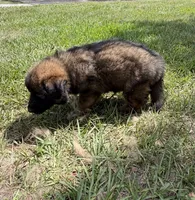 S-Samson, a male German Shepherd Dog for sale in Polk City, FL – 5 of 10