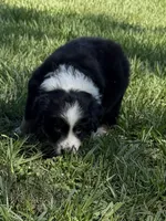 G-yellow, a female Miniature American Shepherd for sale in Polk City, FL – 2 of 10