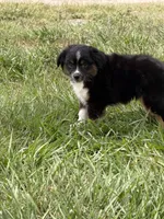 P-Pepe , a male Toy Australian Shepherd for sale in Polk City, FL – 10 of 10
