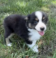 B-Bailey , a male Toy Australian Shepherd for sale in Polk City, FL – 5 of 10