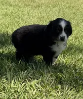 G-yellow, a female Miniature American Shepherd for sale in Polk City, FL – 5 of 10