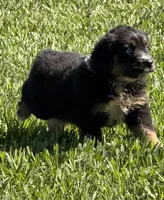 G-purple , a female Miniature American Shepherd for sale in Polk City, FL – 6 of 10