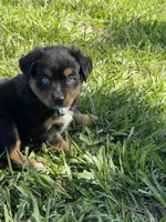 G-Green, a female Miniature American Shepherd for sale in Polk City, FL – 7 of 10