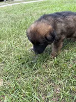 S-Samson, a male German Shepherd Dog for sale in Polk City, FL – 10 of 10