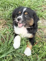 P-Pepe , a male Toy Australian Shepherd for sale in Polk City, FL – 6 of 10