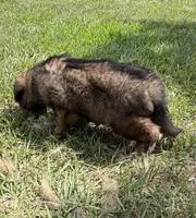 S-Samson, a male German Shepherd Dog for sale in Polk City, FL – 2 of 10