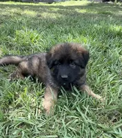 S-Samson, a male German Shepherd Dog for sale in Polk City, FL – 2 of 10