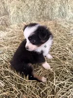 Ri-Greta, a female Toy Australian Shepherd for sale in Polk City, FL – Photo 3 of 10