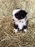 Ri-Greta, a female Toy Australian Shepherd for sale in Polk City, FL – Photo 4 of 10