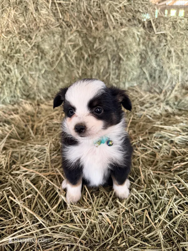 Ri-Greta – Toy Australian Shepherd puppy for sale in Polk City, FL