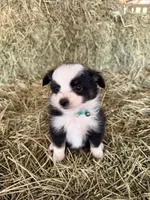 Ri-Greta, a female Toy Australian Shepherd for sale in Polk City, FL – Photo 1 of 10