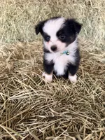 Ri-Greta, a female Toy Australian Shepherd for sale in Polk City, FL – Photo 2 of 10