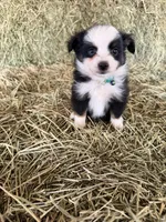 Ri-Greta, a female Toy Australian Shepherd for sale in Polk City, FL – Photo 5 of 10