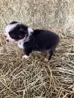 Ri-Greta, a female Toy Australian Shepherd for sale in Polk City, FL – Photo 7 of 10
