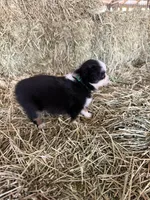 Ri-Greta, a female Toy Australian Shepherd for sale in Polk City, FL – Photo 10 of 10