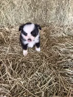 Ri-Greta, a female Toy Australian Shepherd for sale in Polk City, FL – Photo 9 of 10