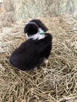 Ri-Greta, a female Toy Australian Shepherd for sale in Polk City, FL – Photo 8 of 10