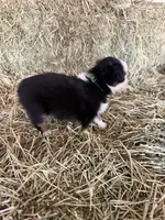 Ri-Greta, a female Toy Australian Shepherd for sale in Polk City, FL – Photo 6 of 10