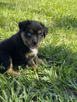 G-Green, a female Miniature American Shepherd for sale in Polk City, FL – 8 of 10