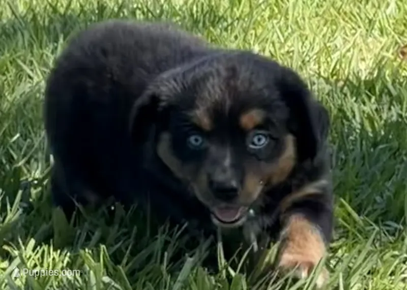 G-Green – Miniature American Shepherd puppy for sale in Polk City, FL