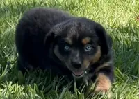 G-Green, a female Miniature American Shepherd for sale in Polk City, FL – 1 of 10