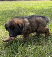 S-Samson, a male German Shepherd Dog for sale in Polk City, FL – 6 of 10