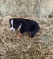 L-Green, a male Toy Australian Shepherd for sale in Polk City, FL – Photo 8 of 10