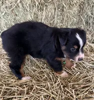 L-Green, a male Toy Australian Shepherd for sale in Polk City, FL – Photo 2 of 10