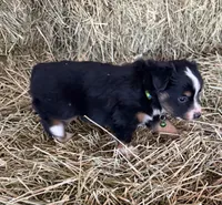L-Green, a male Toy Australian Shepherd for sale in Polk City, FL – Photo 5 of 10