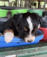 L-Green, a male Toy Australian Shepherd for sale in Polk City, FL – Photo 1 of 10
