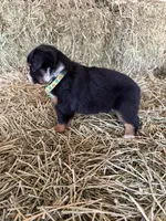 L-Green, a male Toy Australian Shepherd for sale in Polk City, FL – Photo 9 of 10